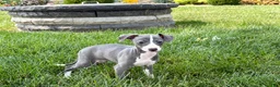 Italian Greyhound dogs for sale: Shanna  - Ad 8