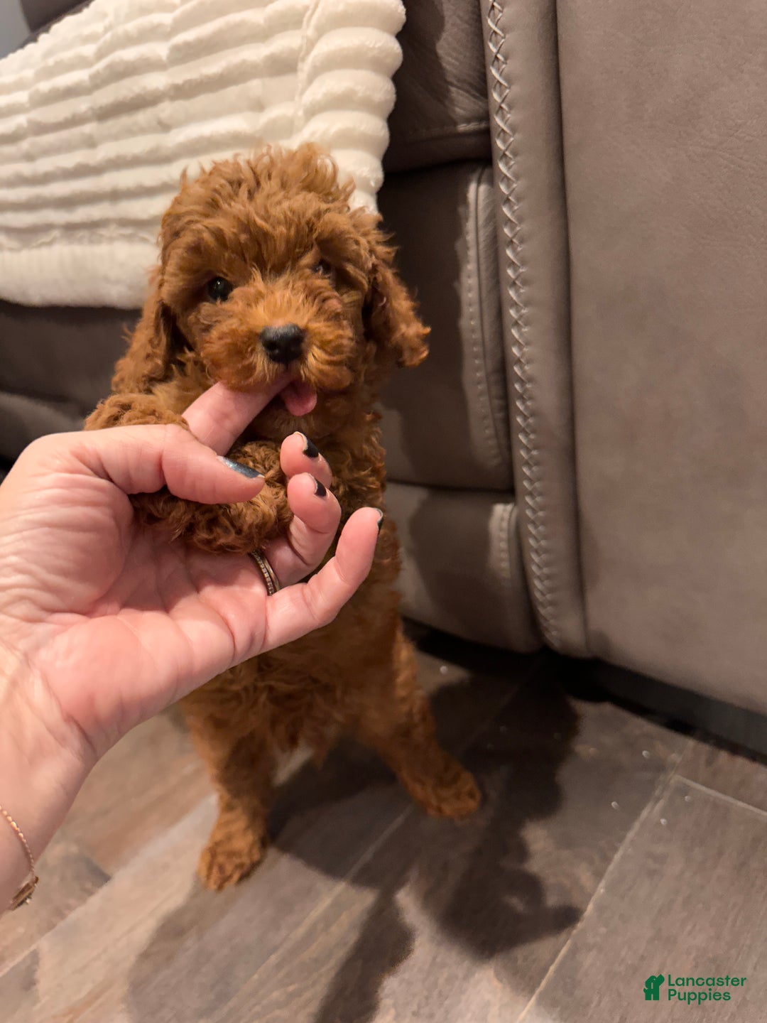 Toy Poodle dogs for sale: Jayden- Teacup/Toy Genetically TESTED - Ad 11