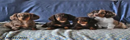 Miniature Dachshund dogs for sale: Cocoa - Ad 5