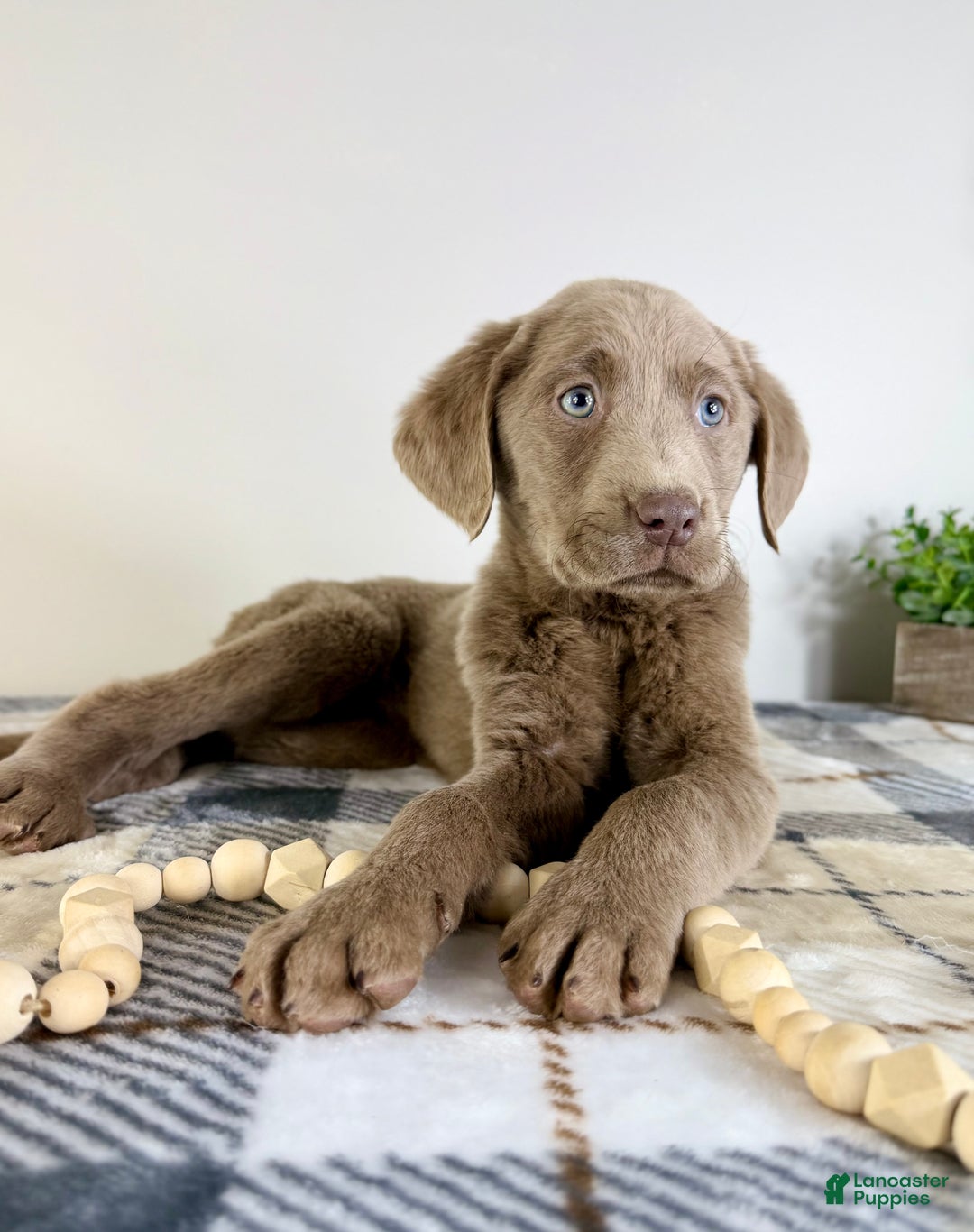 Labrador Retriever dogs for sale: AKC Luna - Ad 2