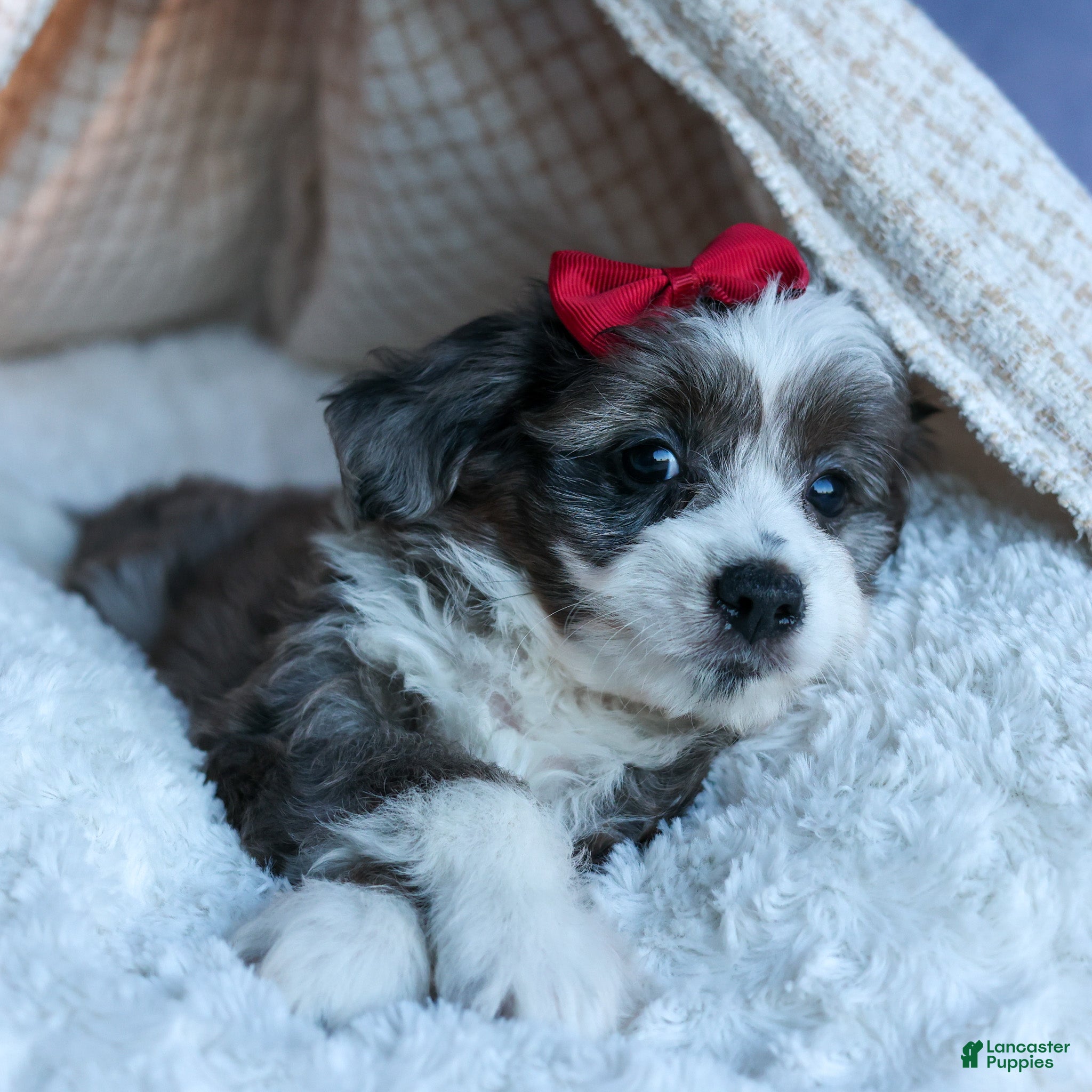 Mini Aussiedoodle dogs LEON - Ad 27