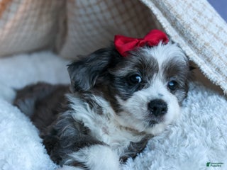 Mini Aussiedoodle dogs LEON - Ad 4