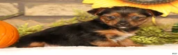 Yorkshire Terrier dogs for sale: Vivian - Ad 4