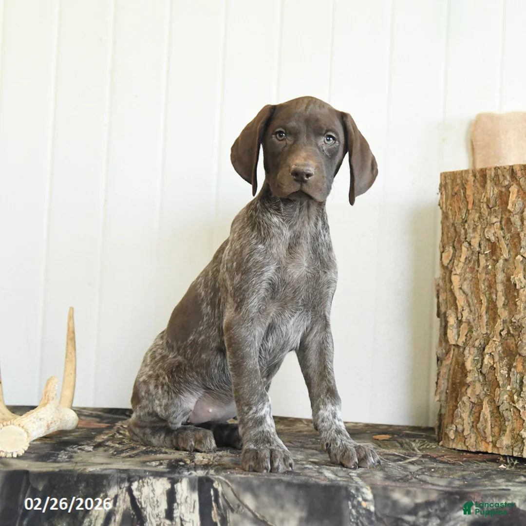 German Shorthaired Pointer dogs for sale: Darcy - Ad 3