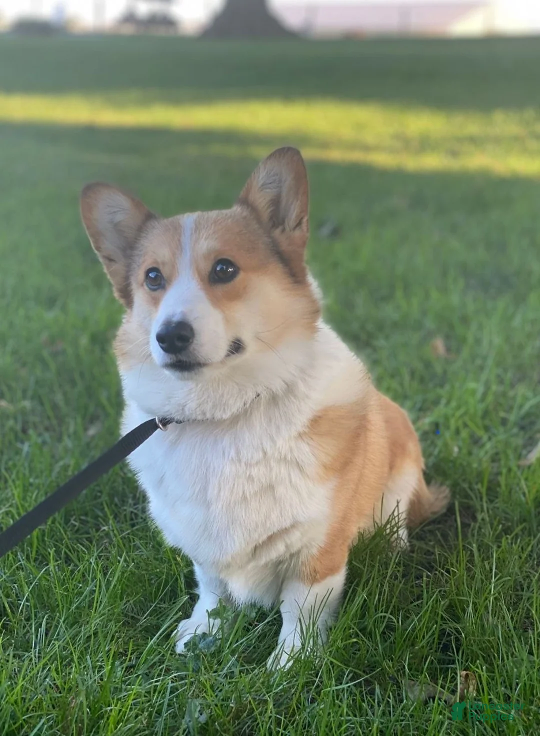 Welsh Corgi Pembroke dogs for sale: Josie Welsh Corgi Pembroke  - Ad 10