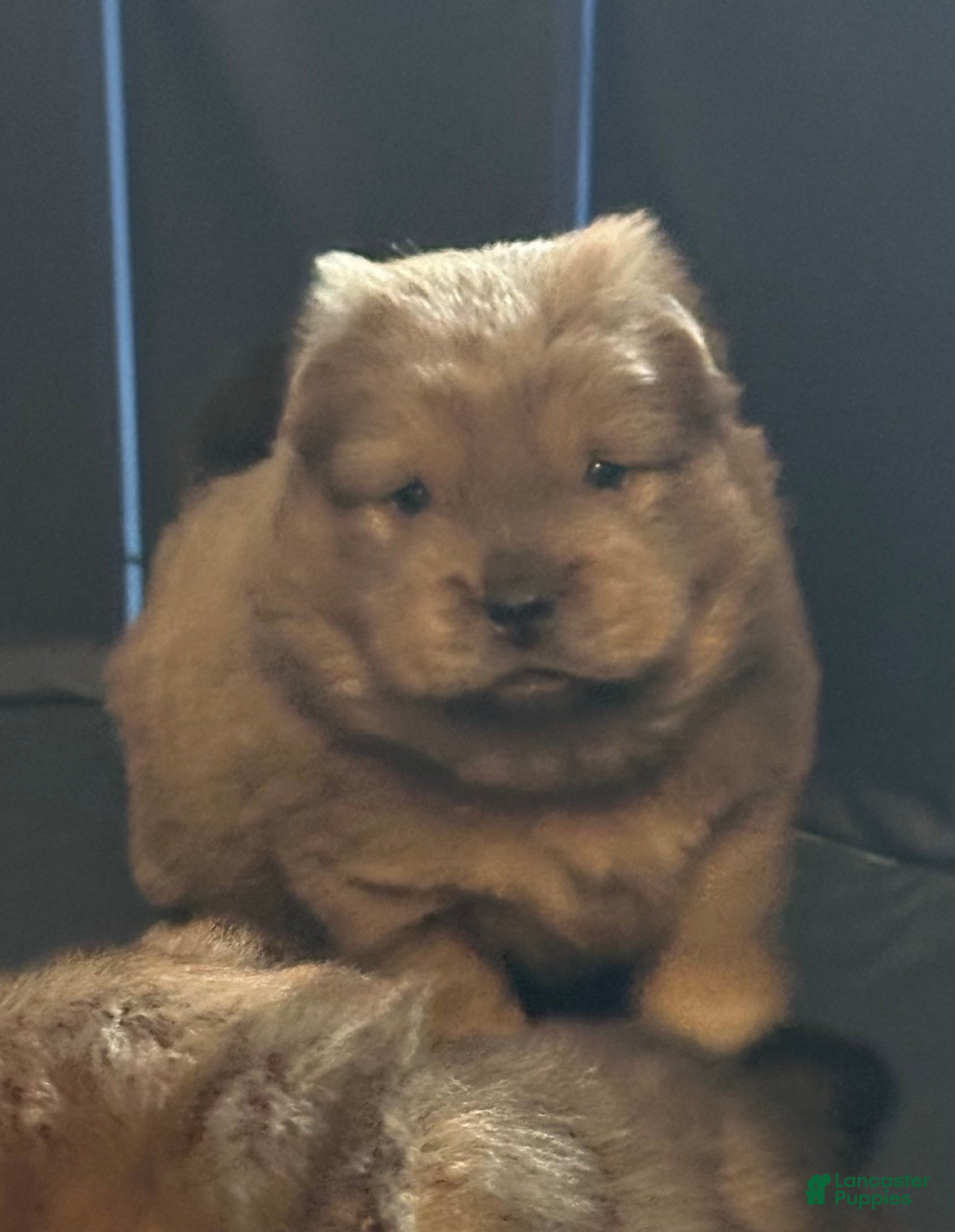 Chow Chow dogs Tank - Ad 8