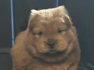 Chow Chow dogs Tank - Ad 8