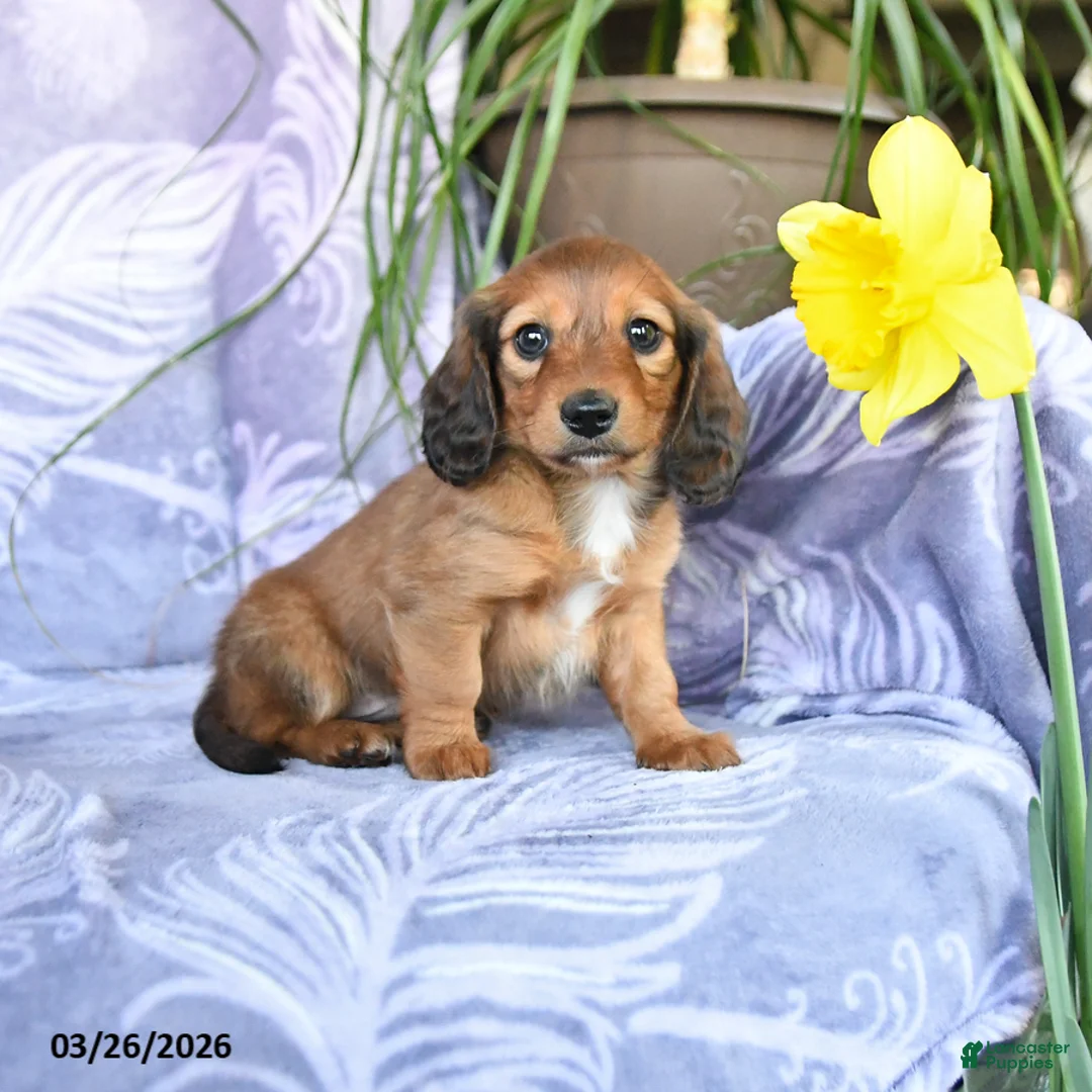 Miniature Dachshund dogs for sale: Dallas - Ad 1