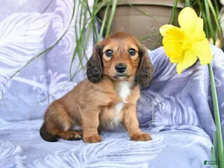 Miniature Dachshund dogs for sale: Dallas - Ad 2