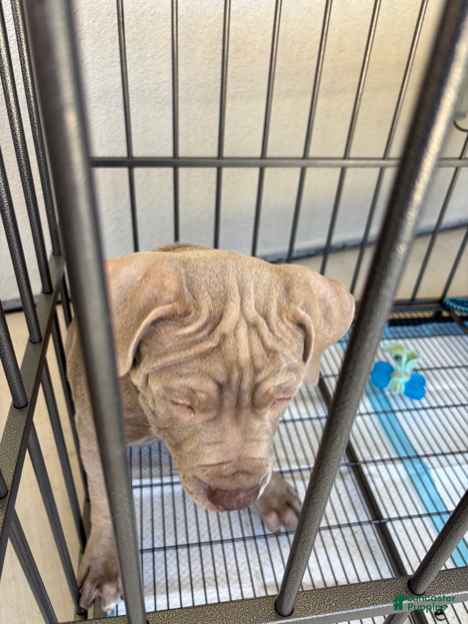 Mixed Breed dogs for sale: Mixed Breed 1 - Ad 1