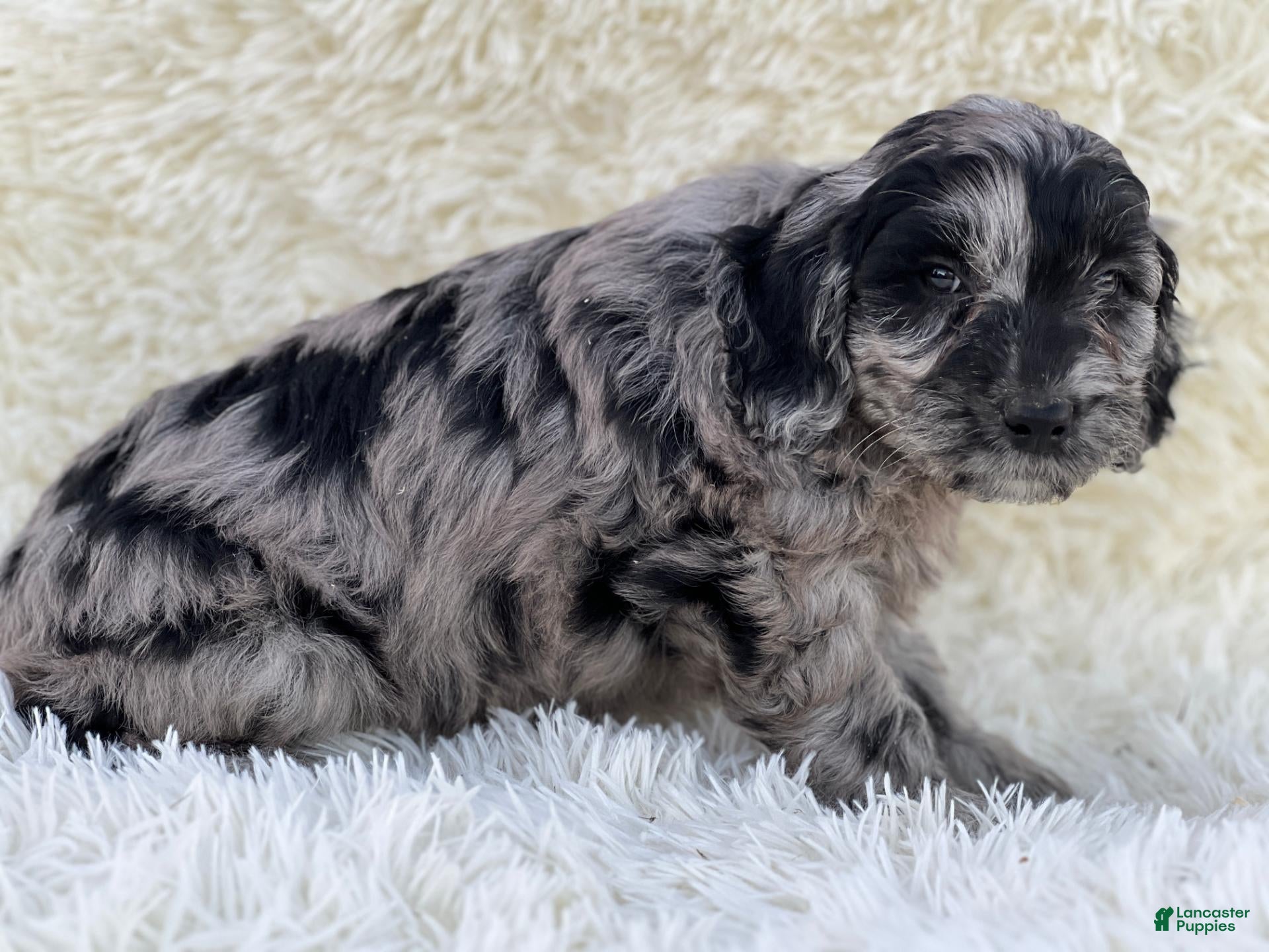Mixed Breed dogs for sale: Stella - Ad 2