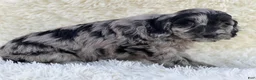 Mixed Breed dogs for sale: Stella - Ad 2