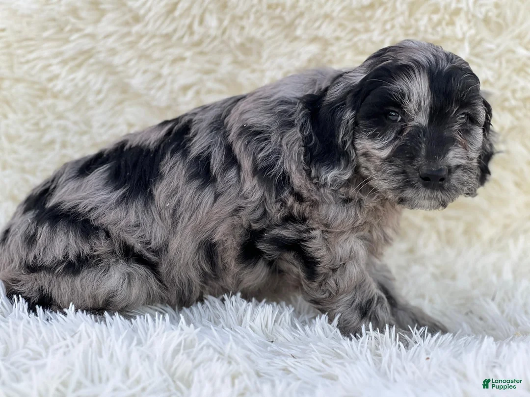Mixed Breed dogs for sale: Stella - Ad 2