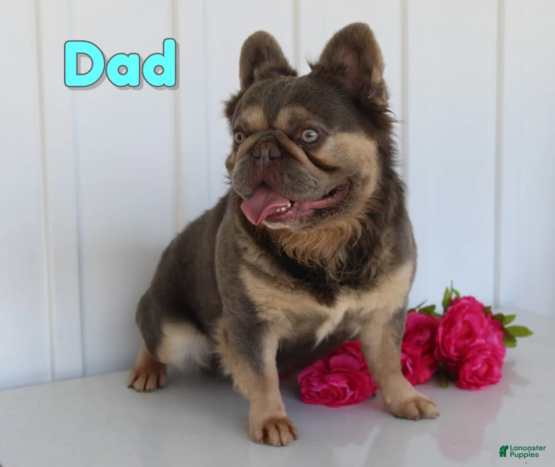French Bulldog dogs for sale: Ezra - Ad 8