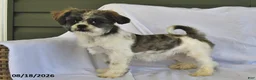 Shih Tzu dogs for sale: Jeremiah - Ad 3