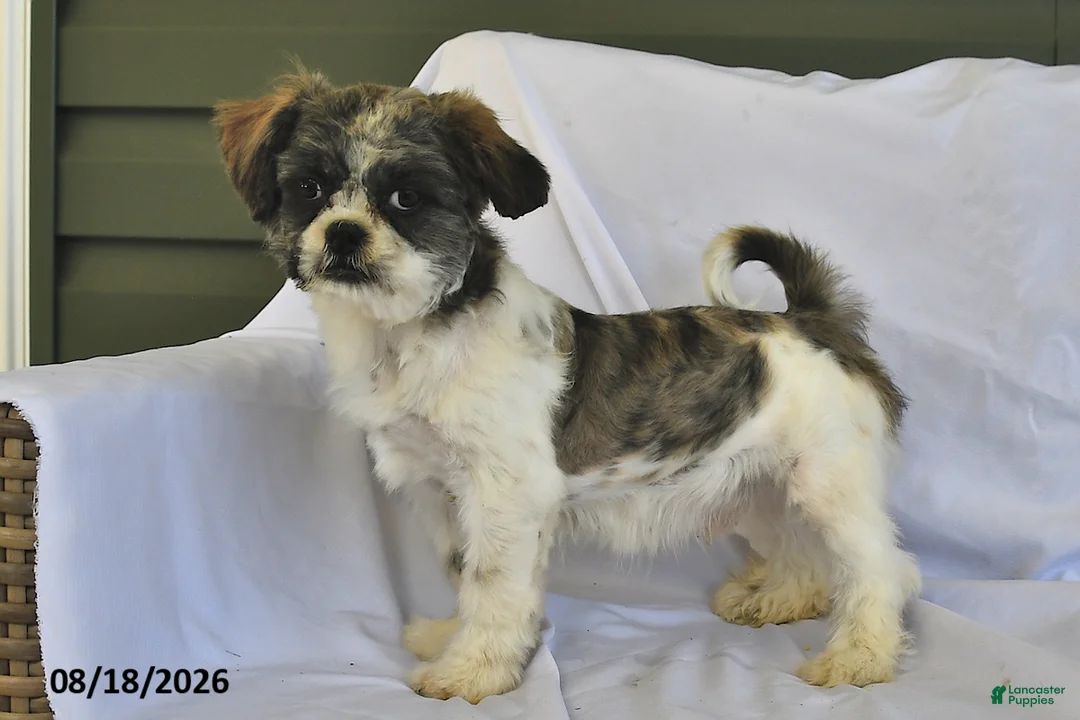 Shih Tzu dogs for sale: Jeremiah - Ad 1
