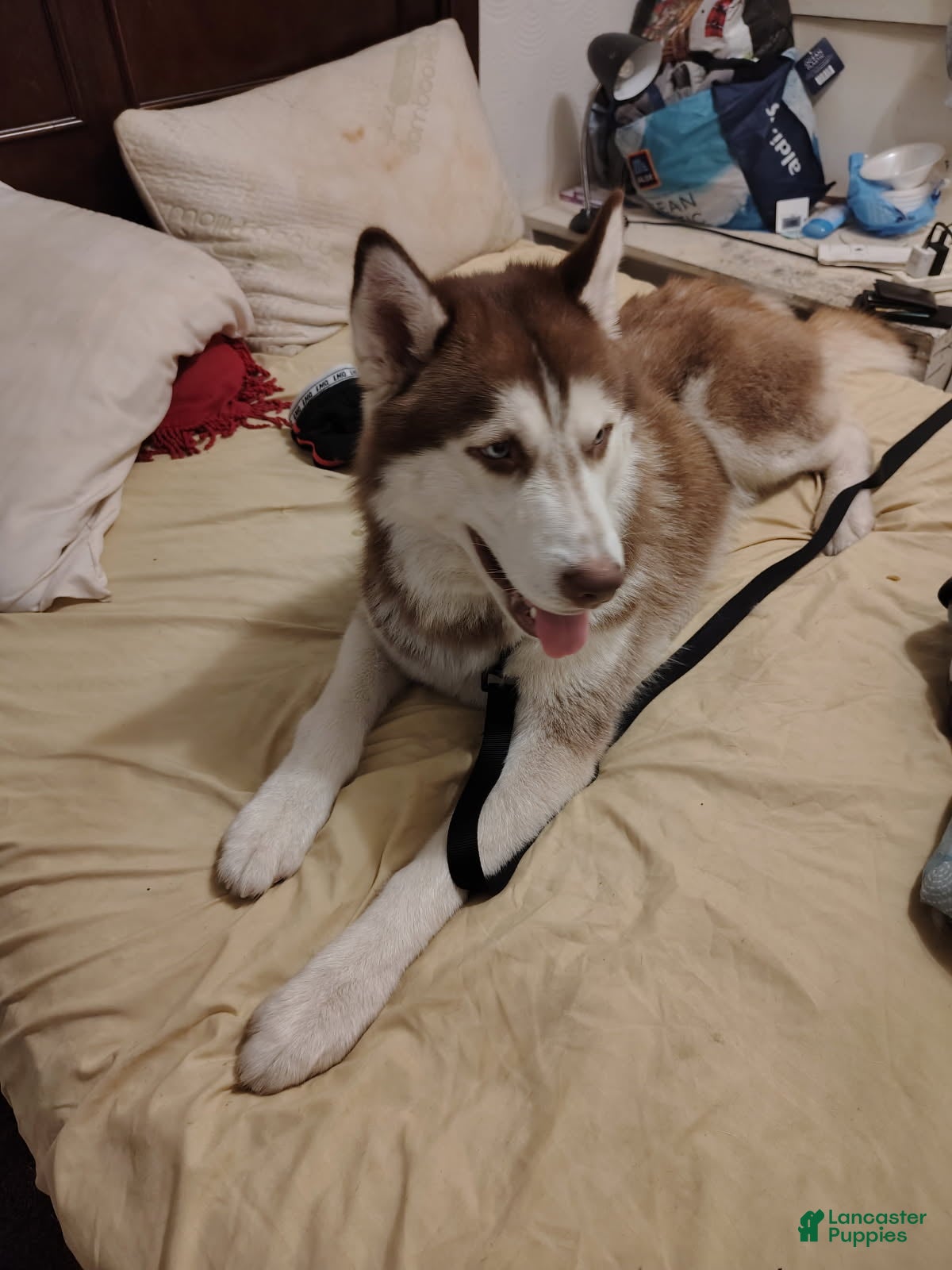 Siberian Husky dogs Smokey - Ad 1