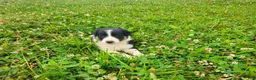 Border Collie dogs for sale: Joy - Ad 2