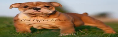 Tank AKC