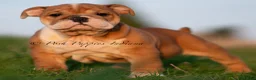English Bulldog dogs for sale: Tank AKC - Ad 1