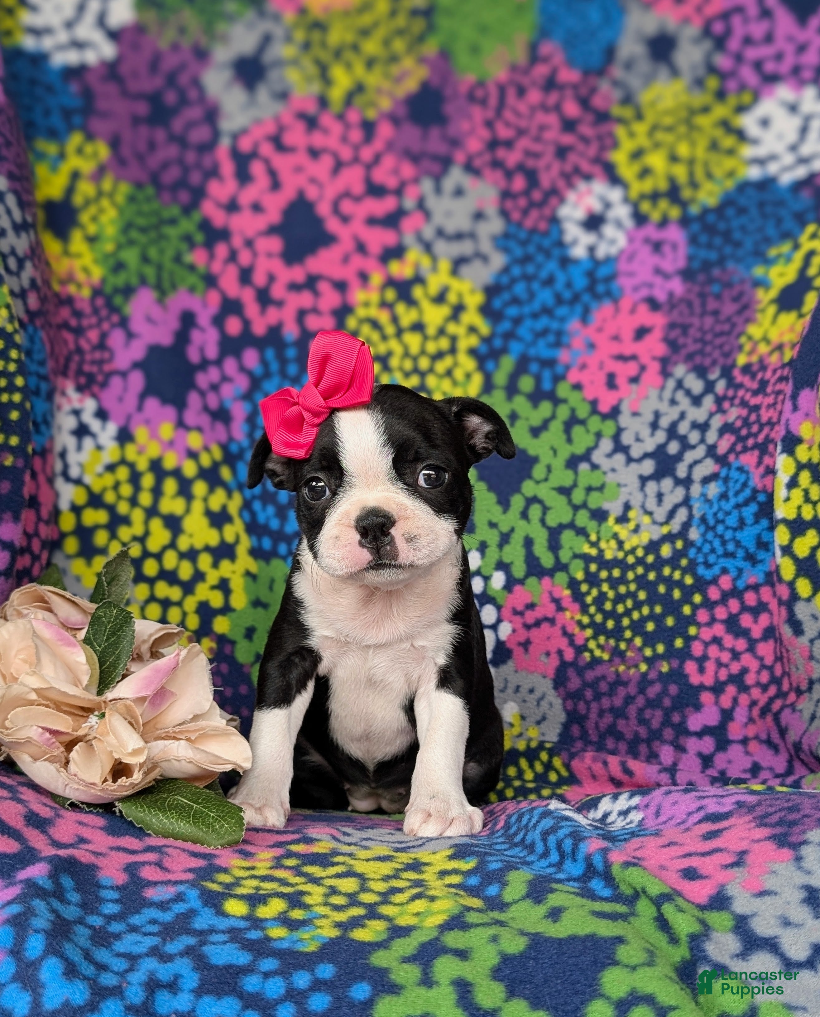 Boston Terrier dogs Elly - Ad 1