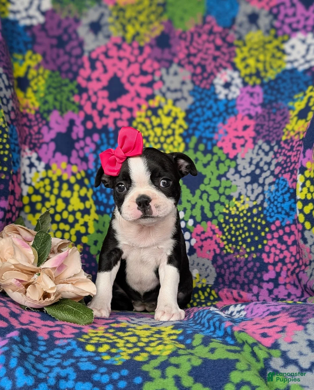 Boston Terrier dogs for sale: Elly - Ad 1