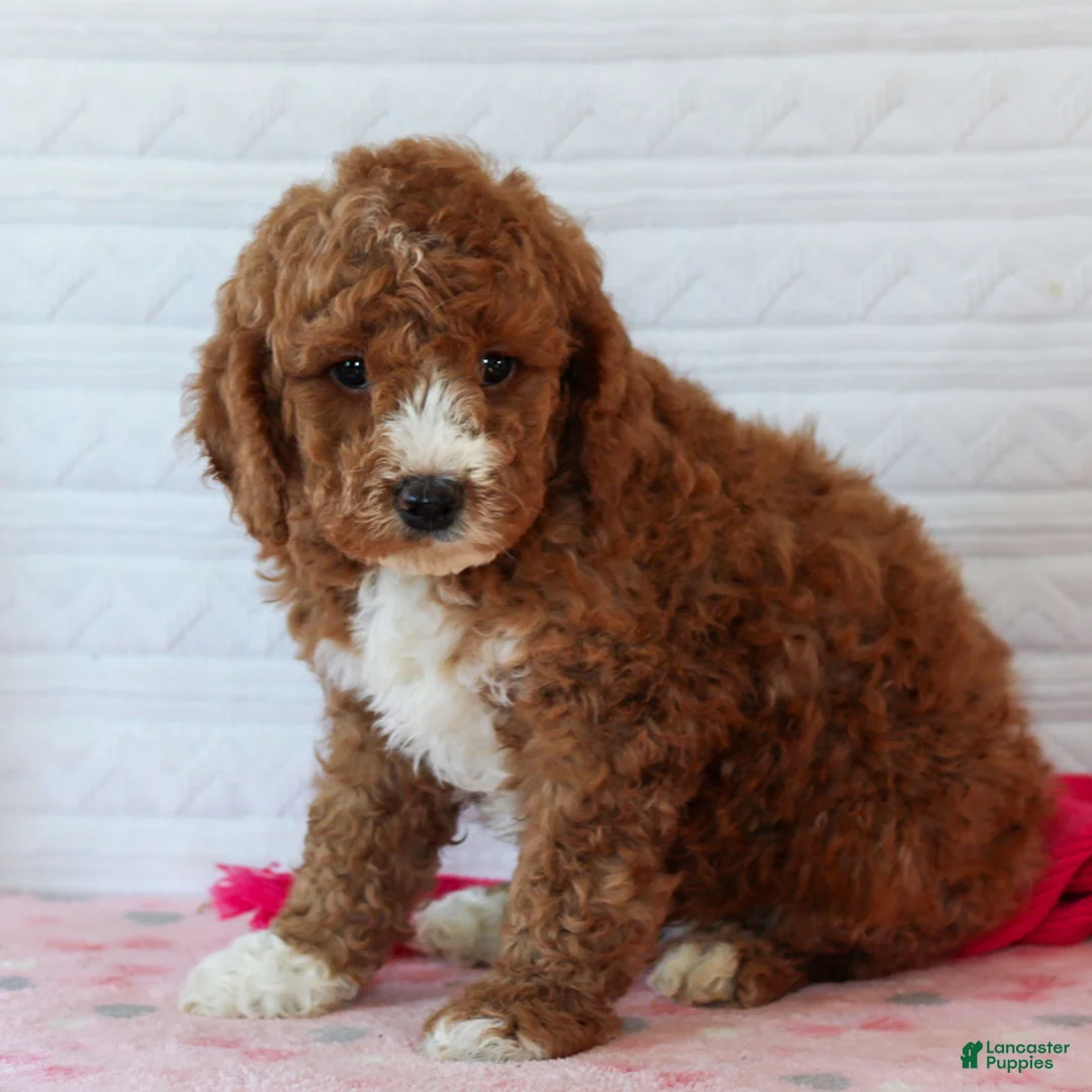 Mini Goldendoodle dogs for sale: Jack  - Ad 1
