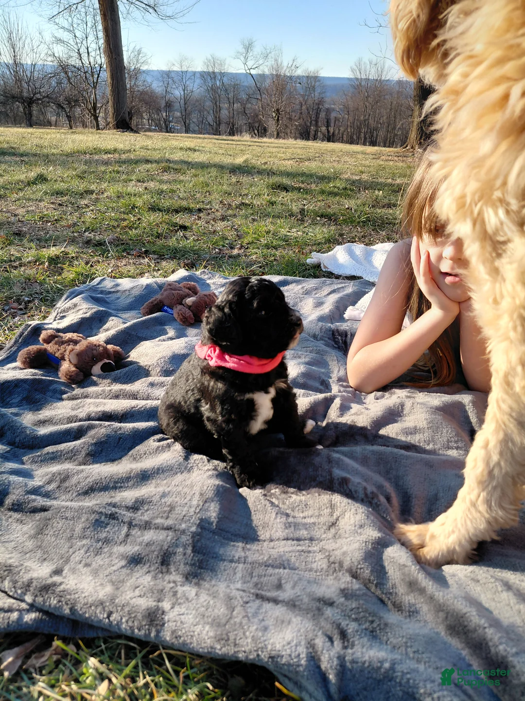 Mini Goldendoodle dogs for sale: Mini Goldendoodle Puppy CHELSEA - Ad 8