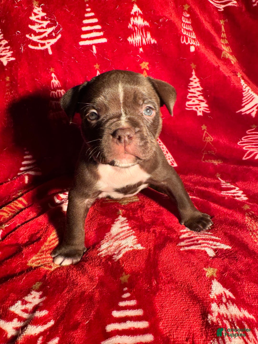 American Bully dogs for sale: American Bully Puppy 4 - Ad 4