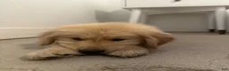 Golden Retriever dogs for sale: Golden Retriever Puppy 1 - Ad 3