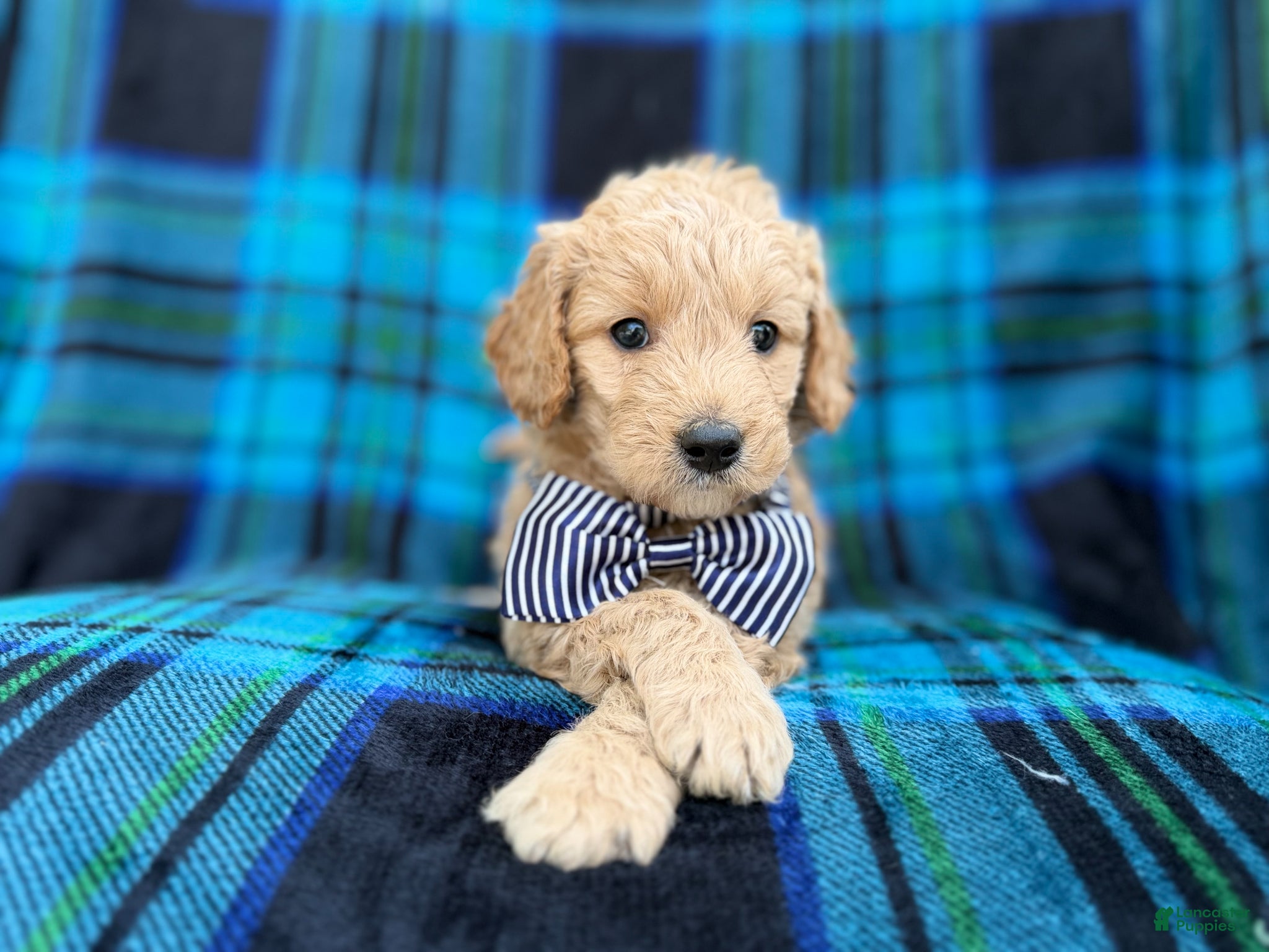 Goldendoodle dogs Bowden - Ad 19