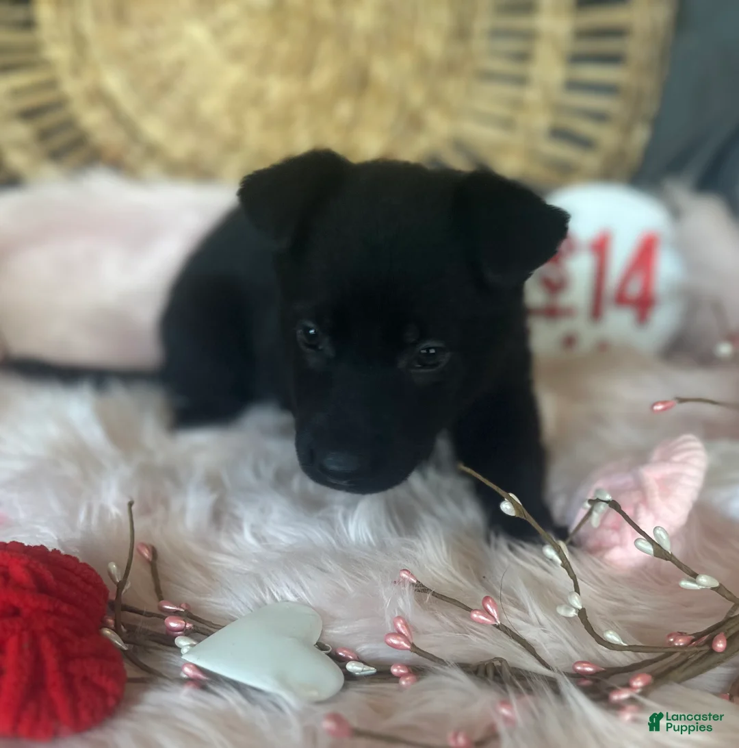 German Shepherd dogs for sale: Dahlia  - Ad 3