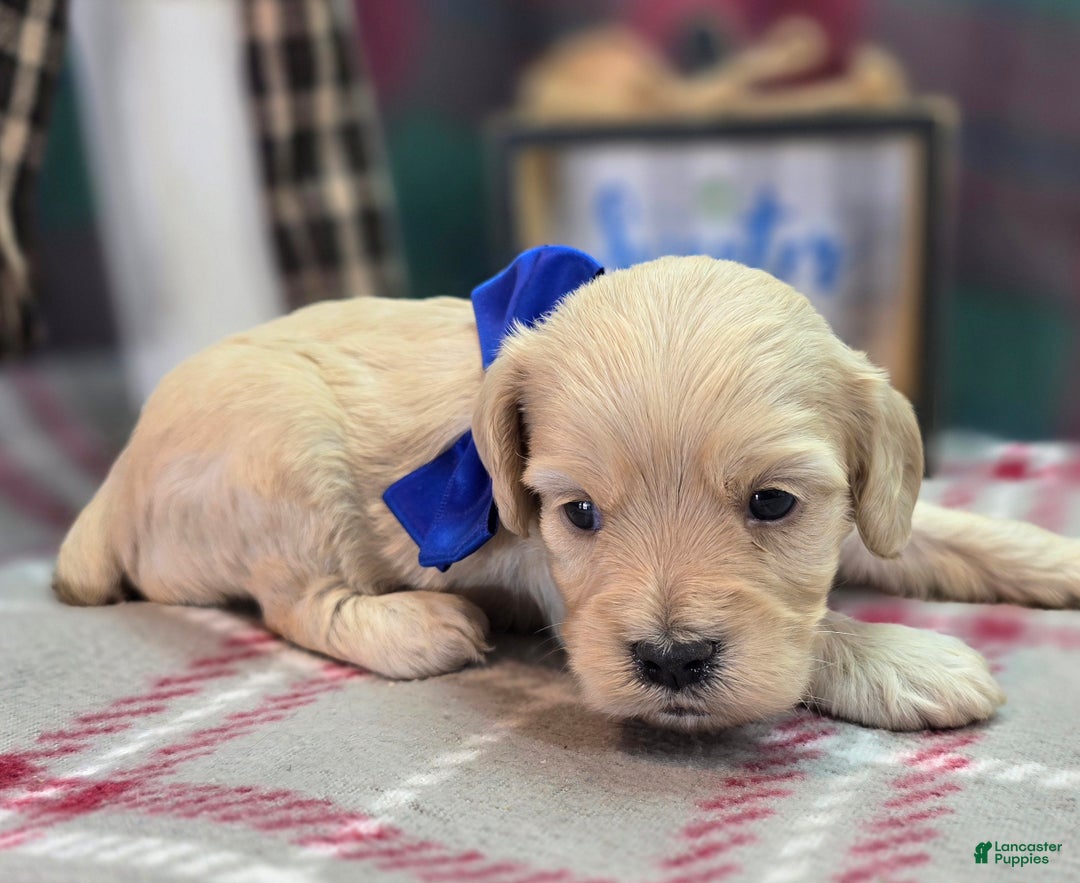Cockapoo dogs for sale: Lieutenant Pete - Ad 40