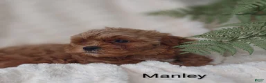 Shihpoo Puppy 2 Manley 
