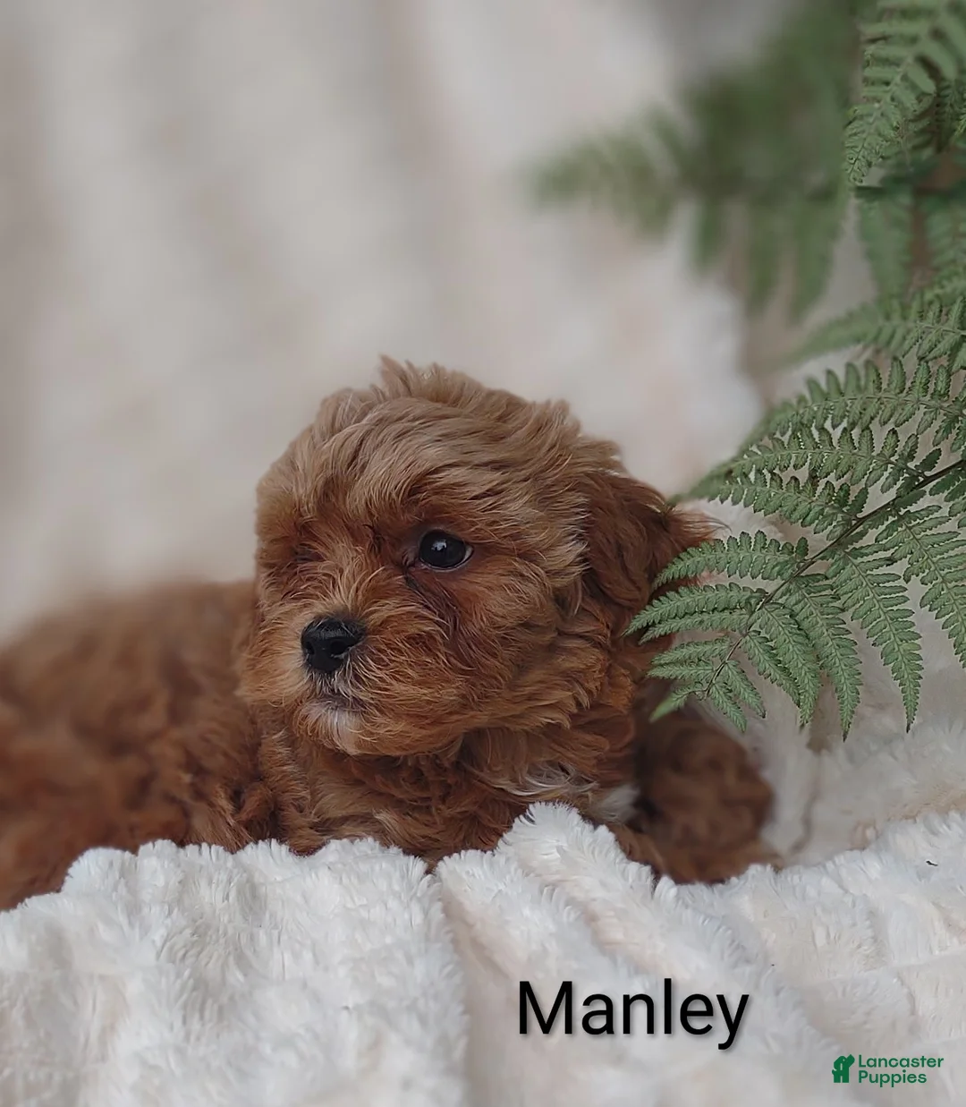 Shihpoo dogs for sale: Shihpoo Puppy 2 Manley  - Ad 1