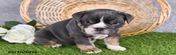 English Bulldog dogs for sale: Harmony - Ad 4
