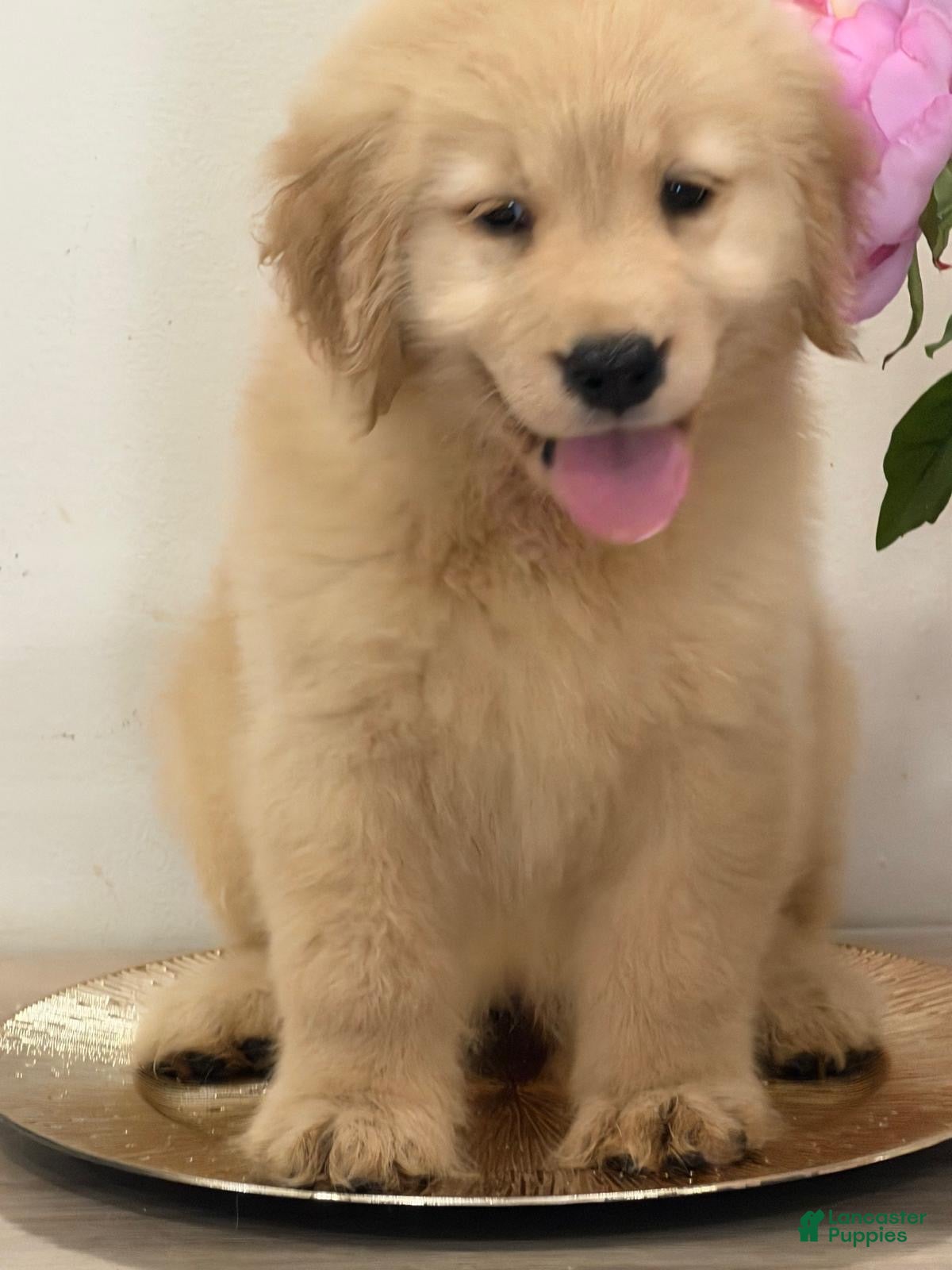 Golden Retriever dogs Golden Retriever 7 - Ad 1