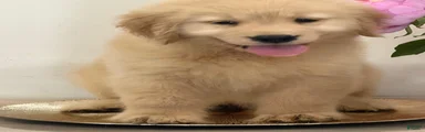 Golden Retriever 7