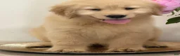 Golden Retriever dogs for sale: Golden Retriever 7 - Ad 1