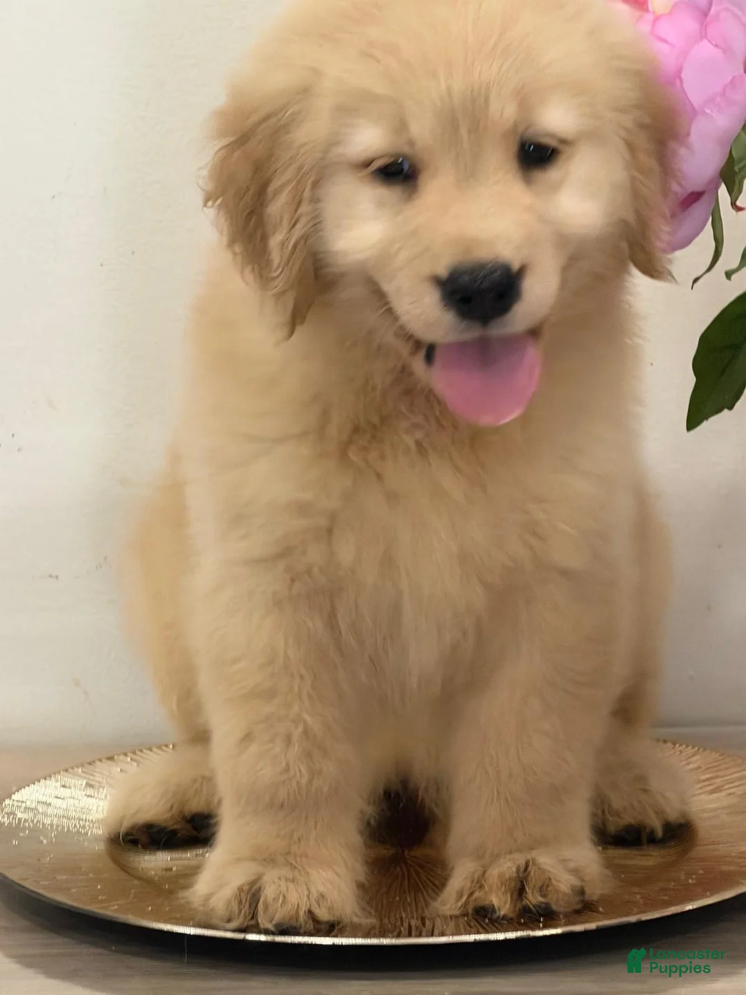 Golden Retriever dogs for sale: Golden Retriever 7 - Ad 1