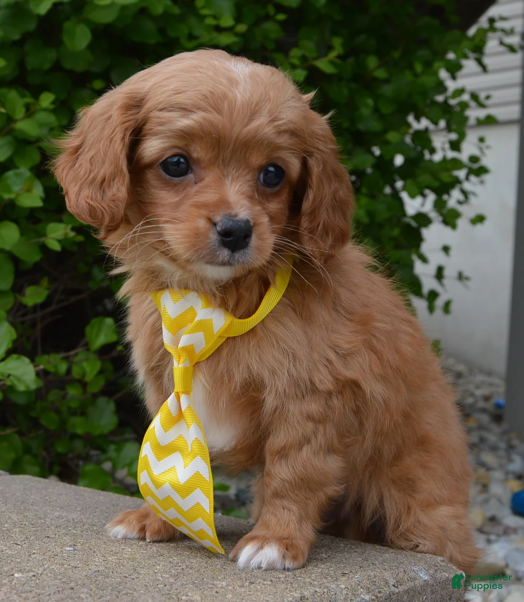 Cavapoo dogs for sale: Charlie - Ad 2