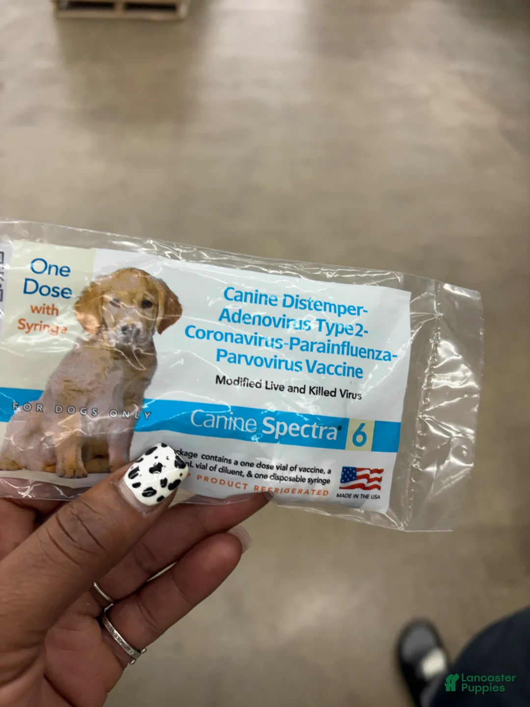 Yorkshire Terrier dogs for sale: BEAR  - Ad 12