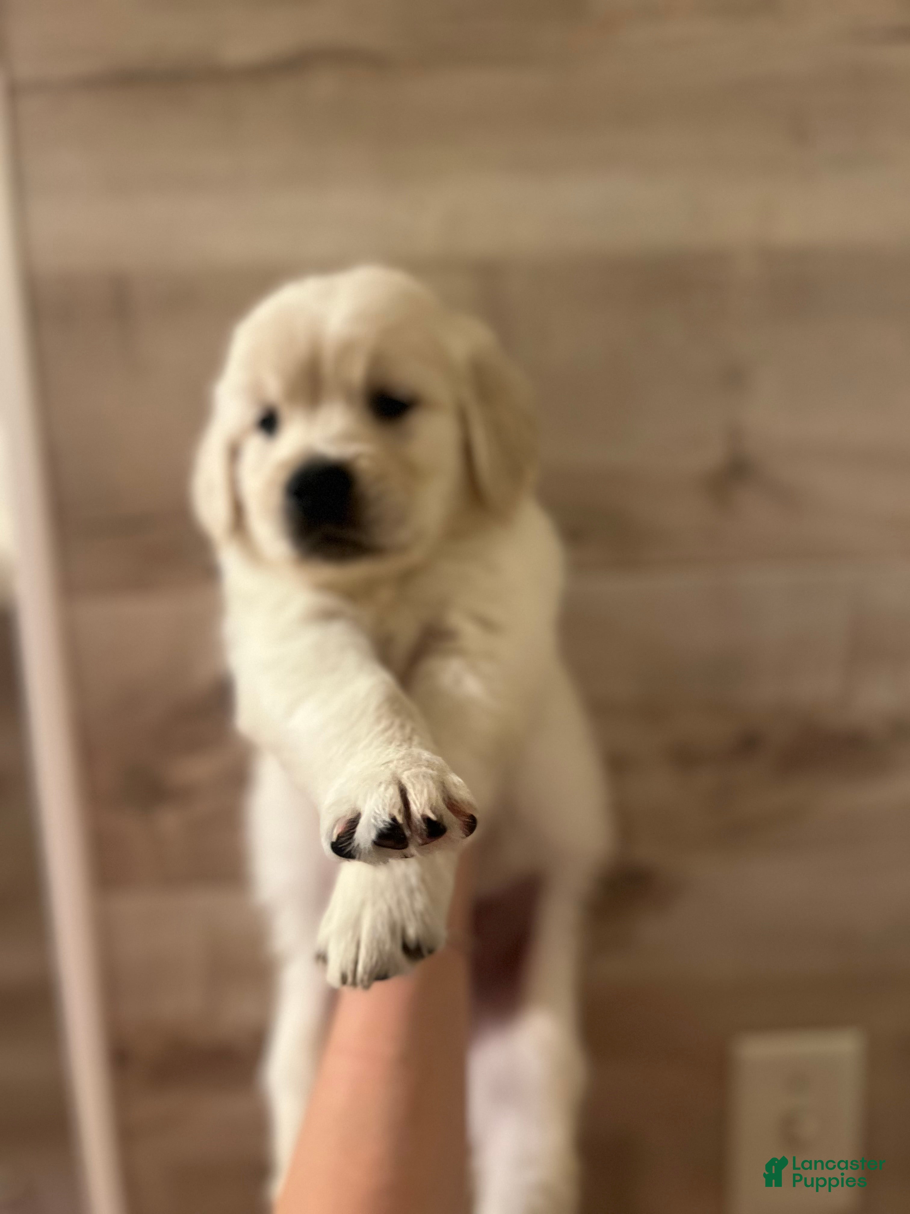 Golden Retriever dogs Golden Retriever 4 - Ad 13