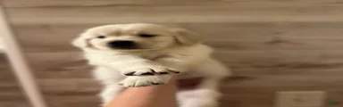 Golden Retriever 4