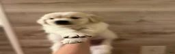 Golden Retriever dogs for sale: Golden Retriever 4 - Ad 1