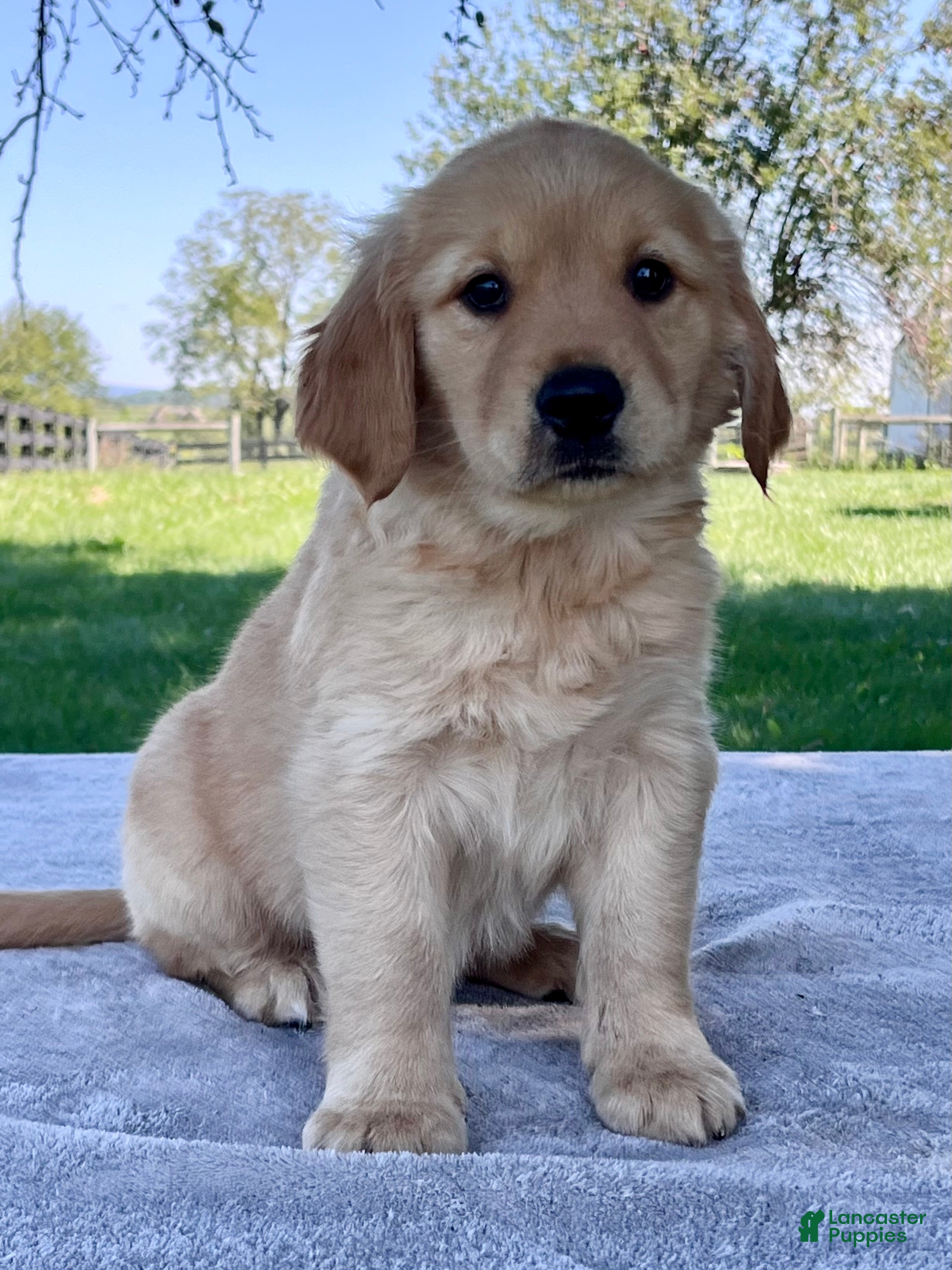 Golden Retriever dogs Ira - Ad 2