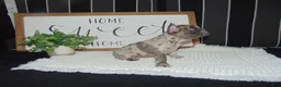 French Bulldog dogs for sale: Tyler - Ad 5