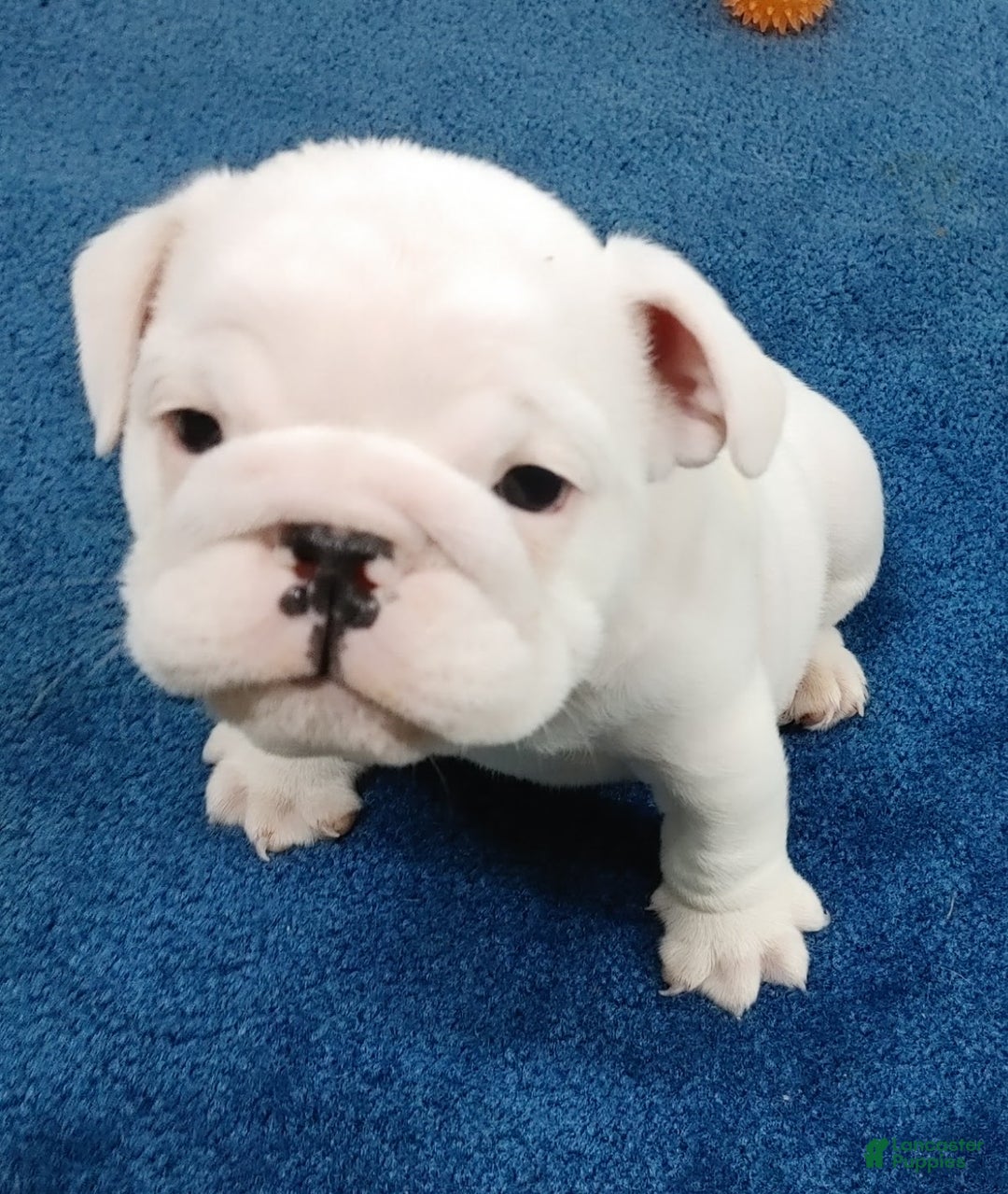 English Bulldog dogs for sale: Eli - Ad 3