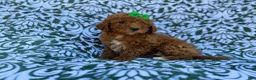 Cavapoo dogs for sale: Ava - Ad 8