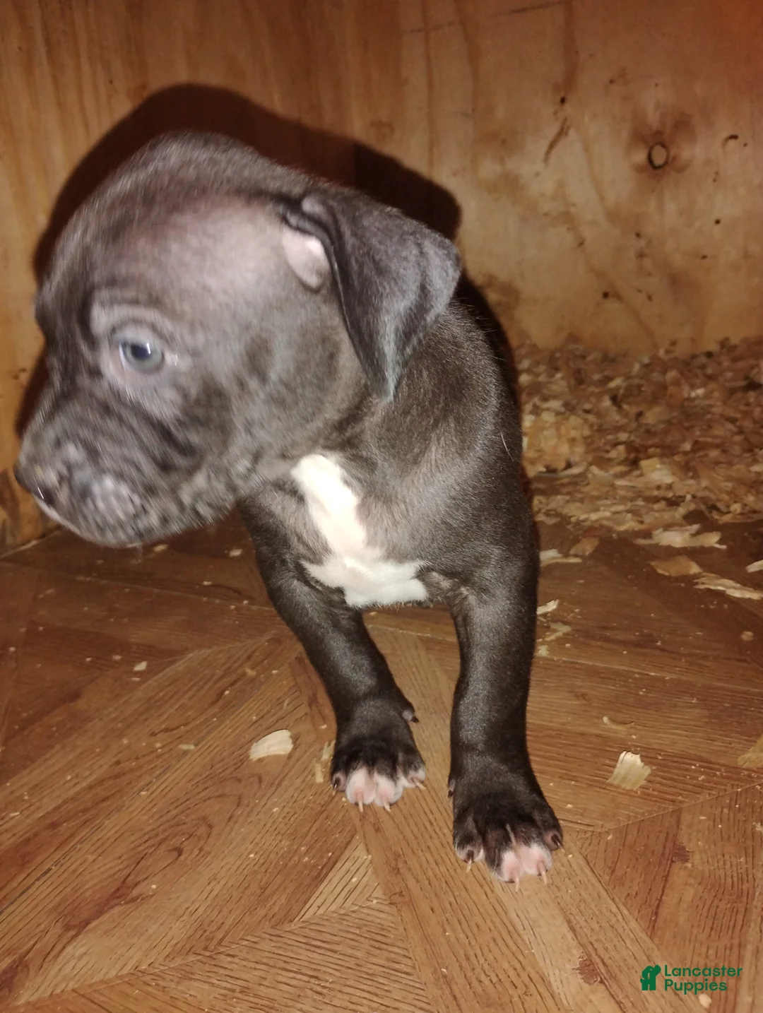 American Bully dogs for sale: American Bully Puppy 3 - Ad 4